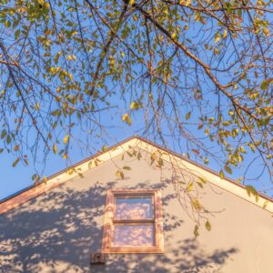 Trees hanging over a roof